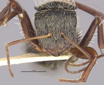 Media type: image;   Entomology 22419 Aspect: head frontal view